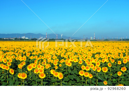 ひまわり1 92968260