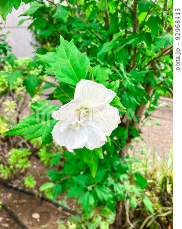 東京一ツ橋・都心のビル街に咲くスイフヨウ 東京一ツ橋・都心のビル街に咲くスイフヨウ 92968413