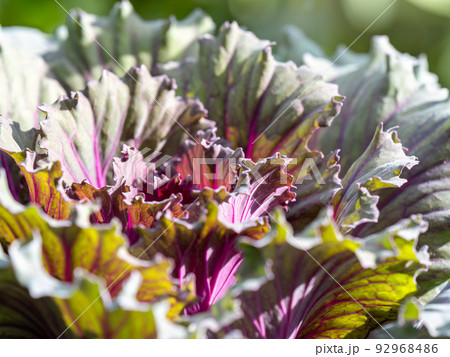 Close up of endless field with green leaves and purple veins of red cabbage plants. Close up of endless field with green leaves and purple veins of red cabbage plants. 92968486