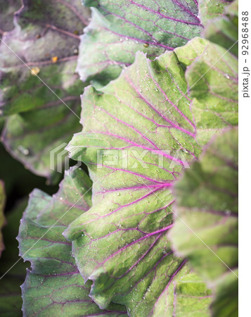 Close up of endless field with green leaves and purple veins of red cabbage plants. Close up of endless field with green leaves and purple veins of red cabbage plants. 92968488