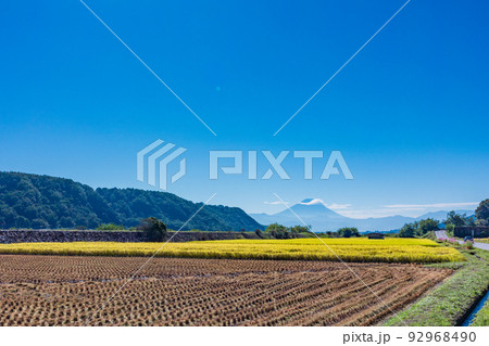 (山梨県)黄金色に輝く棚田と畔のコスモス 富士山遠望 (山梨県)黄金色に輝く棚田と畔のコスモス 富士山遠望 92968490