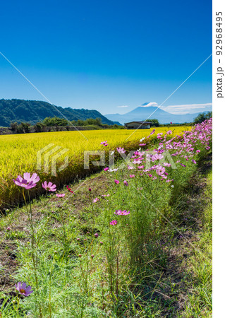 （山梨県）黄金色に輝く棚田と畔のコスモス　富士山遠望 92968495