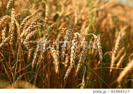 Wheat field. The concept of the global food crisis Wheat field. The concept of the global food crisis 92968527
