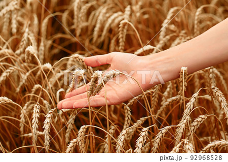 Wheat field. The concept of the global food crisis. A woman's hand runs through the ears of wheat 92968528