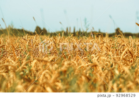Wheat field. The concept of the global food crisis Wheat field. The concept of the global food crisis 92968529