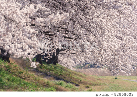 朝の桜並木 92968605