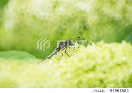 アナベルとシオカラトンボ 92968620