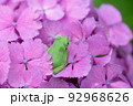 紫陽花とアマガエル 92968626