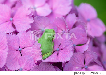 紫陽花とアマガエル 92968626