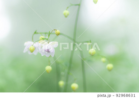 森の妖精　レンゲショウマ 92968631