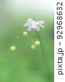 森の妖精　レンゲショウマ2 92968632