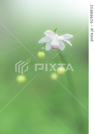 森の妖精　レンゲショウマ2 92968632