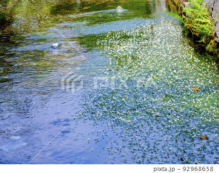 夏の梅花藻 夏の梅花藻 92968658