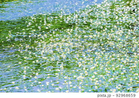 梅花藻の群落 梅花藻の群落 92968659