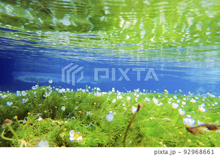 地蔵川のバイカモ2 92968661