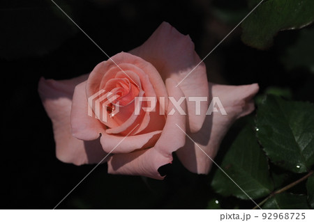 ピンクのバラの花のアップ ピンクのバラの花のアップ 92968725