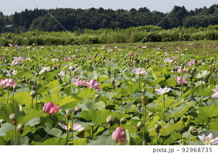 ハス畑 92968735