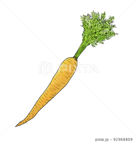 ペン画風人参 92968809