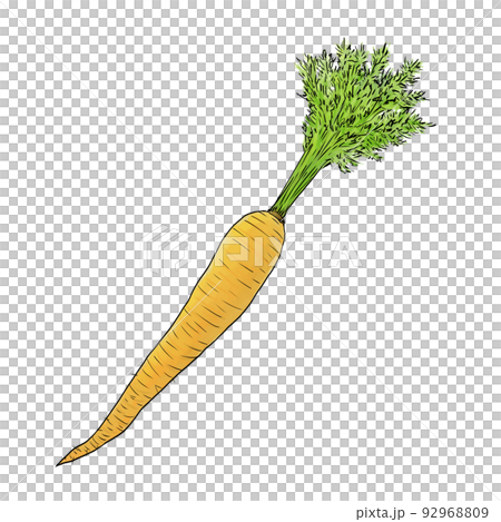 ペン画風人参 92968809