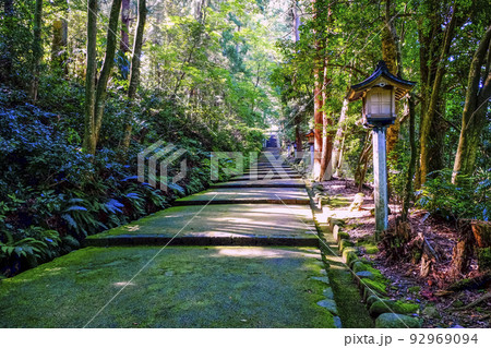 白山神社苔の参道 92969094