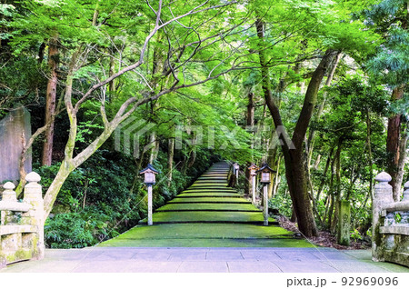 新緑と苔の参道 92969096