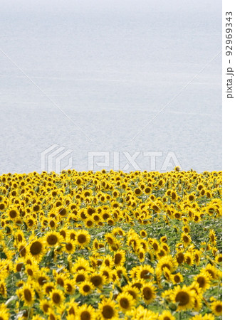 長崎鼻のひまわり 92969343