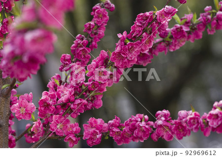 ピンク色の桃の花が咲いています。 92969612