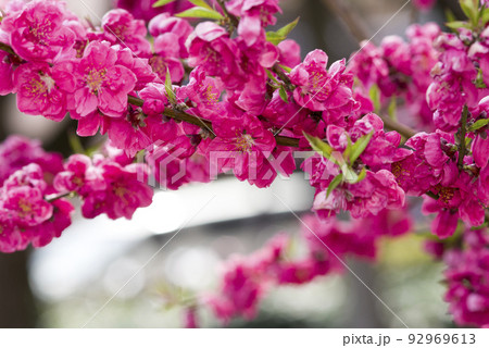 ピンク色の桃の花が咲いています。 92969613