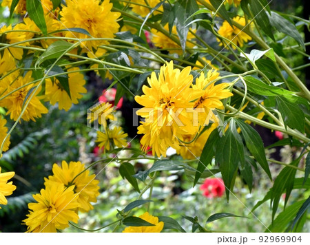 Yellow rudbeckia flowers golden balls Yellow rudbeckia flowers golden balls 92969904