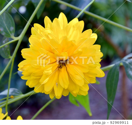 Yellow rudbeckia flowers golden balls 92969911