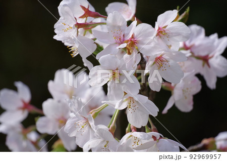寺尾ヶ原千本桜公園の桜(岐阜県) 寺尾ヶ原千本桜公園の桜(岐阜県) 92969957