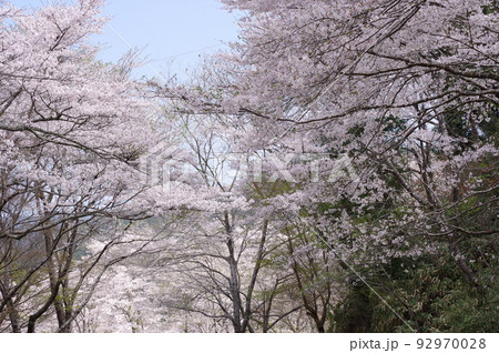 寺尾ヶ原千本桜公園の桜(岐阜県) 寺尾ヶ原千本桜公園の桜(岐阜県) 92970028