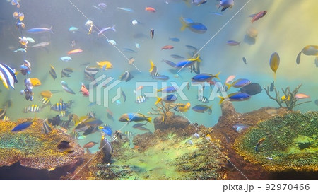 【広島県】宮島水族館 みやじマリン 【広島県】宮島水族館 みやじマリン 92970466