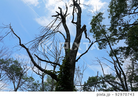 ナラ枯れで立ち枯れたコナラの林 福島県只見町 ナラ枯れで立ち枯れたコナラの林 福島県只見町 92970743