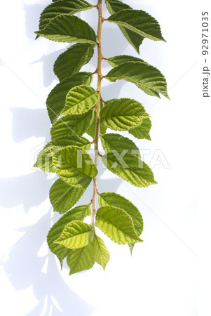 白い背景 自然 植物 92971035