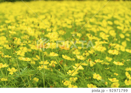 キバナコスモス キバナコスモス 92971799