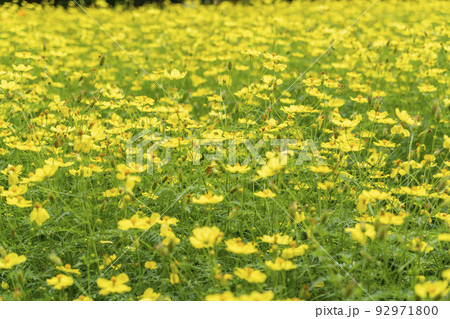 キバナコスモス 92971800