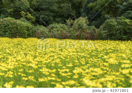 キバナコスモス キバナコスモス 92971801