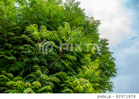 夏のハゼノキ 茂る枝葉と見上げる空 92971878