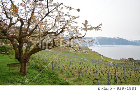 Vineyard terrace, Lavaux, Switzerland Vineyard terrace, Lavaux, Switzerland 92971981