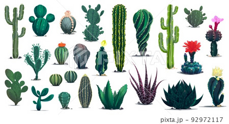 Mexican and desert cactuses. Cartoon prickly succulent plants with flowers. Mexico, Peru or Texas dessert flora and plants, isolated vector cactuses types, blooming succulents with flowers 92972117