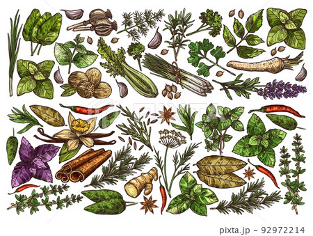 Spices, herbs and seasonings sketch background. Sorrel, lemongrass, oregano and melissa, nutmeg, poppy, coriander and savory, cilantro, parsley and horseradish, lavender, chili vector kitchen herbs 92972214