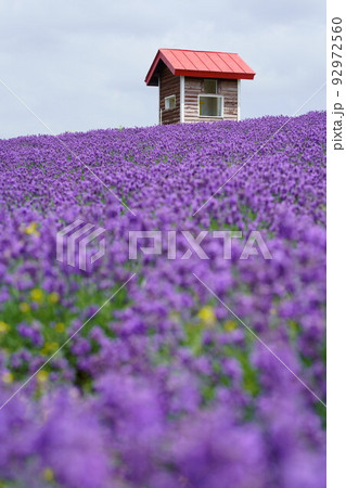 ラベンダー畑と赤い小屋 92972560