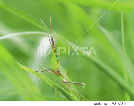 ススキの葉でポーズをとるショウリョウバッタ 92972619
