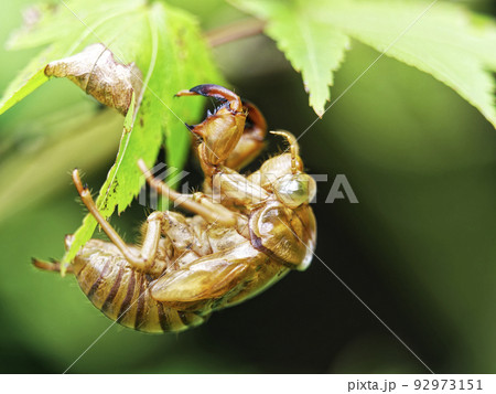 イロハモミジの葉っぱに蝉の脱け殻 92973151