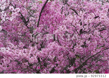 公園の桜の花が満開でとてもきれいです。桜の名前はヨウコウ （陽光）です。 92973312