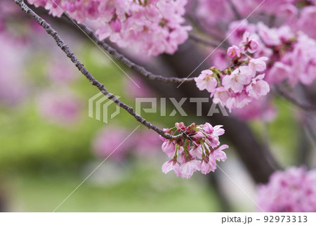 公園の桜の花が満開でとてもきれいです。桜の名前はヨウコウ （陽光）です。 92973313