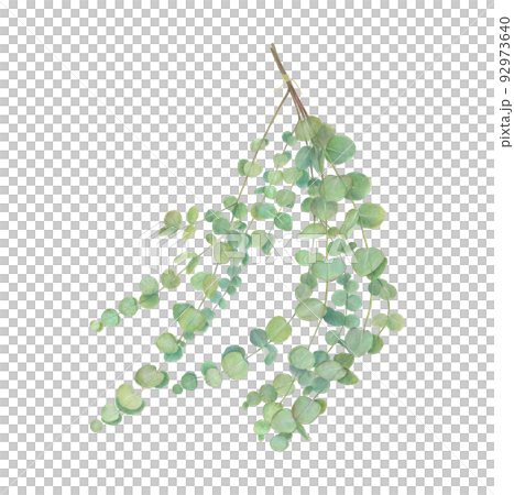 ユーカリのスワッグの手描きイラスト 92973640