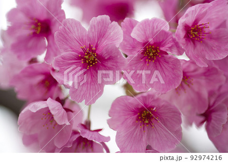 公園の桜の花が満開でとてもきれいです。桜の名前はヨウコウ （陽光）です。 92974216
