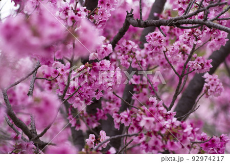 公園の桜の花が満開でとてもきれいです。桜の名前はヨウコウ (陽光)です。 公園の桜の花が満開でとてもきれいです。桜の名前はヨウコウ (陽光)です。 92974217
